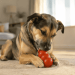Perro jugando con un KONG Classic rojo relleno en el salón de casa.